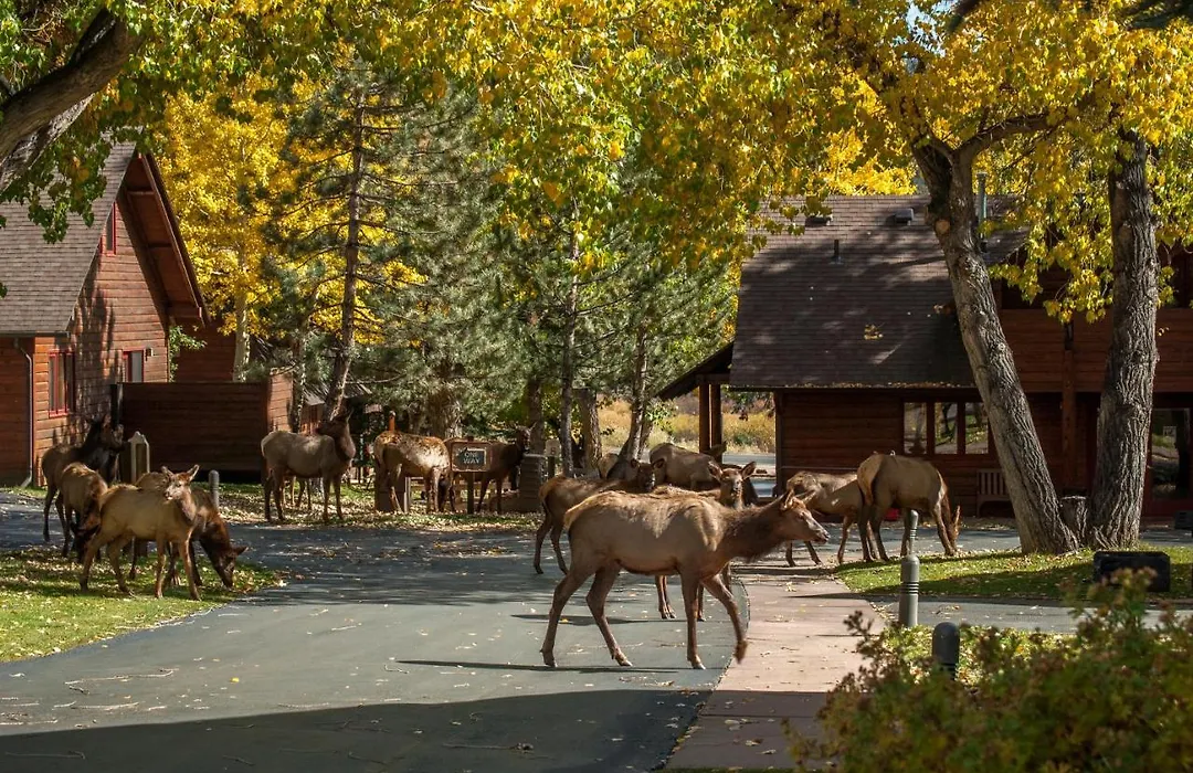 Rams Horn Village Resort-1