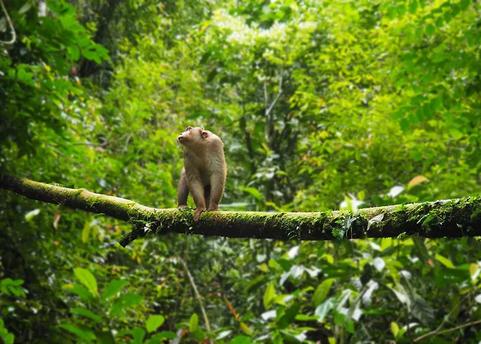 Thejungleguide - Lodges & Treks
