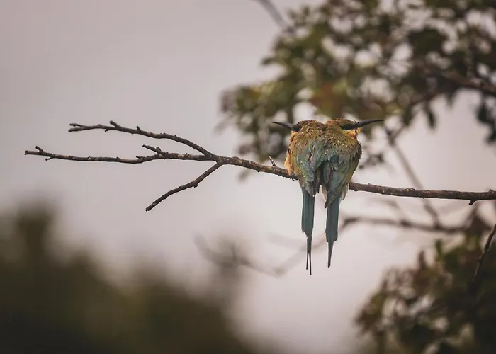 Wild Safari Nest Udawalawe
