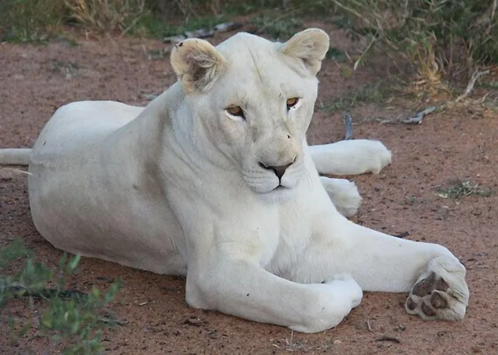 Thandeka Game Lodge And Spa