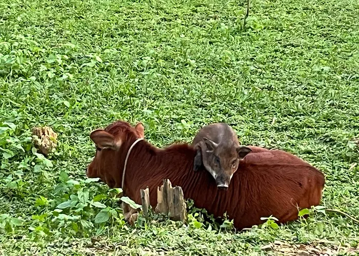 Phong Nha Mini Farm - Nguyen Shack