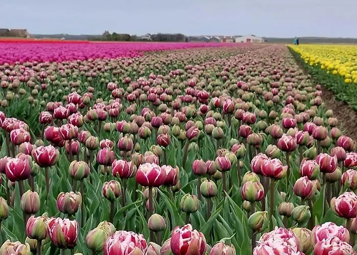 Bij van der Veer