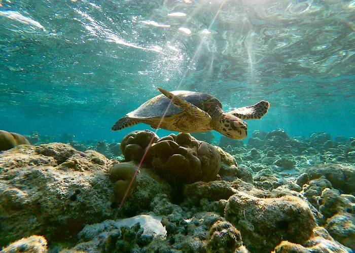 Island Scuba
