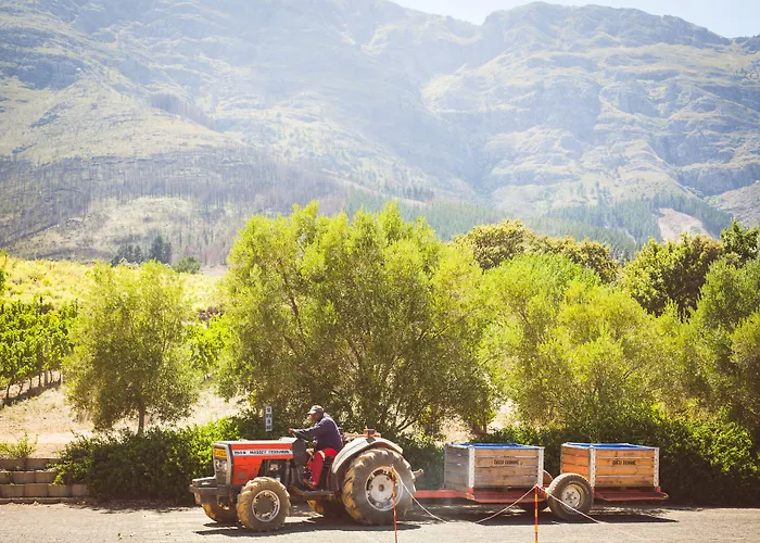 Dieu Donne Vineyard Maison Montagne